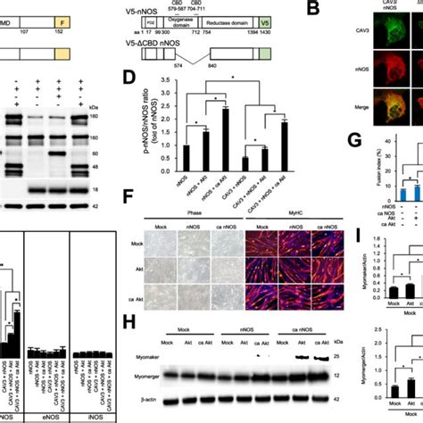 Caveolin 3 suppresses phosphorylation-dependent activation of nNOS ... 