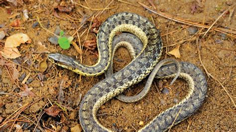 Learn About Common Gartersnakes