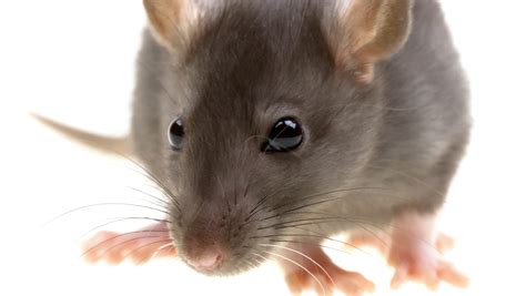 Ways To Get Rid Of Rats In Your Yard Without Poison