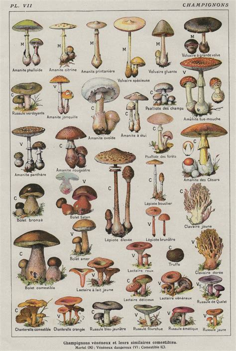 champignons mushrooms chart  cmcm poster