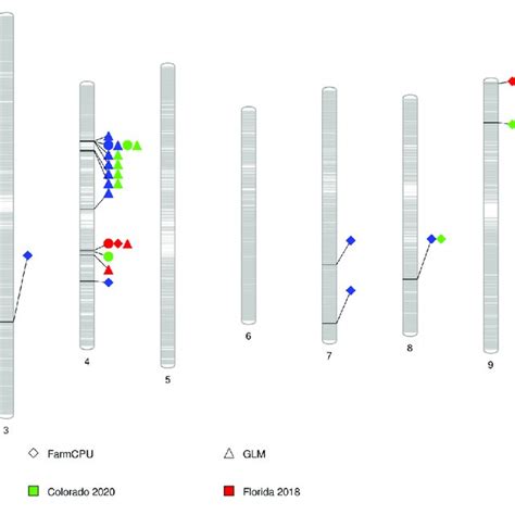 Phenogram Showing Significant Marker Trait Associations For Flowering