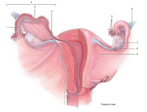 Anatomy Of Ovary Uterine Tubes Uterus Diagram Quizlet Hot Sex Picture