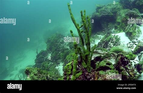 Porifera Sea Sponge Lubomirskiidae And Spongillidae Underwater Of Lake