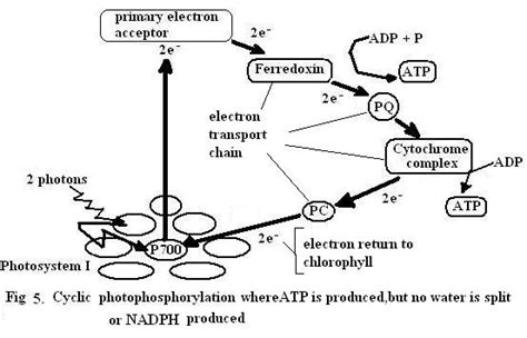 Cyclic And Noncyclic Photophosphorylation Concept Map