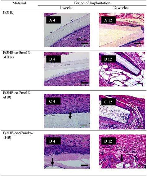 Nanofibrous Scaffolds of Bio-Polyesters: In Vitro and In Vivo ... 