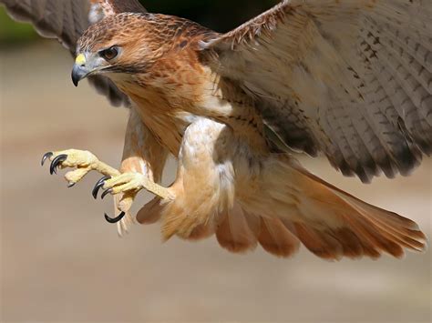 Falcon Bird Wallpapers - Top Free Falcon Bird Backgrounds - WallpaperAccess