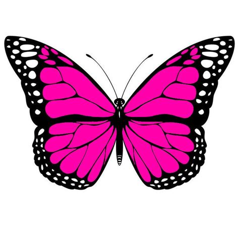 Pink Mariposa Rosa Butterfly