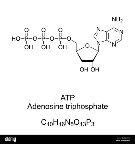 Adénosine Triphosphate Atp Formule Chimique Et Structure Squelettique