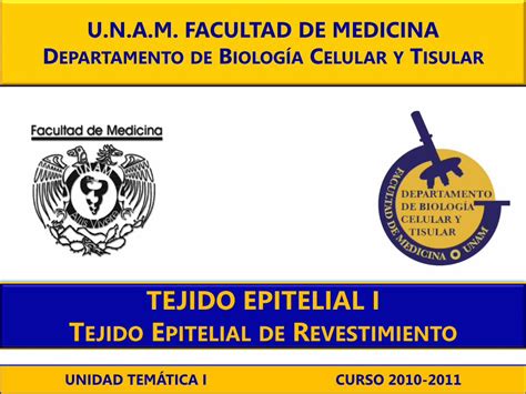 Pdf Tejido Epitelial I T Epitelial De R Facmed Unam Mx Predomina