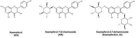 The Chemical Structures Of Kaempferol Ko Kaempferol 7 O Rhamnoside