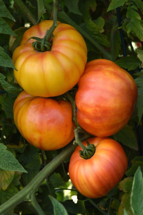 Tomato Buffalosun Milaegers