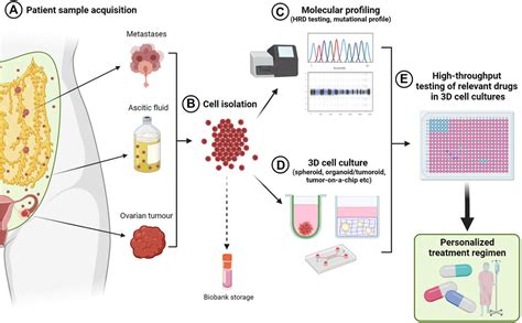 Frontiers Three Dimensional Modelling Of Ovarian Cancer From Cell