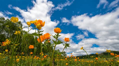 Cuándo comienza la Primavera en Chile Primera Fuente