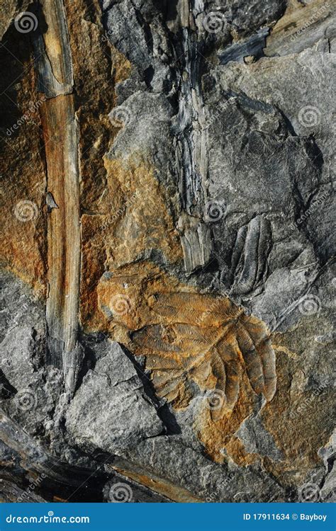 Coal Fossils stock photo. Image of stems, period, deposits - 17911634