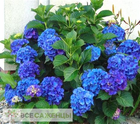 Цена на Гортензия крупнолистная Никко Блю (Nikko Blue) - купить саженцы