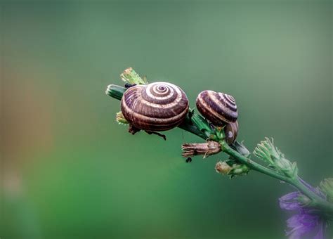 Discover The Beauty Of Snails Free HD Snail Pictures And Images For