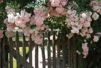 Roses for Fence Climbing | Home Guides | SF Gate