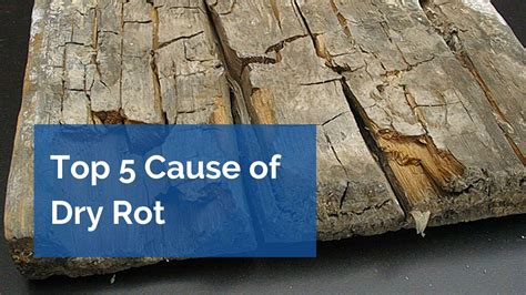 5 Causes Of Dry Rot And How To Avoid It Murrins Chartered Surveyors