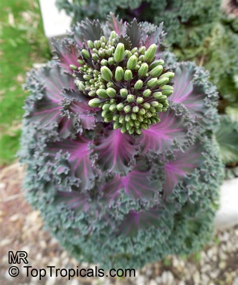 Brassica oleracea Acephala, Kale, Curly-leafed Cabbage