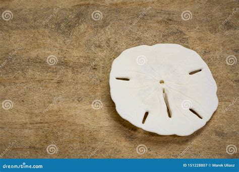 White sand dollar skeleton stock image. Image of keyhole - 151228807