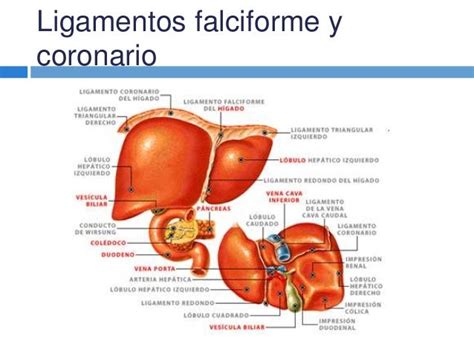 Anatomía Y Fisiología Del Peritoneo Y Peritonitis