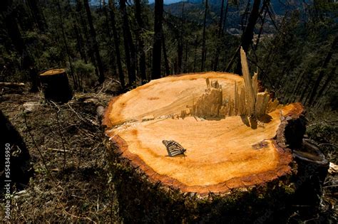 Monarch Butterfly Danaus Plexippus Resting On A Tree Stump In The