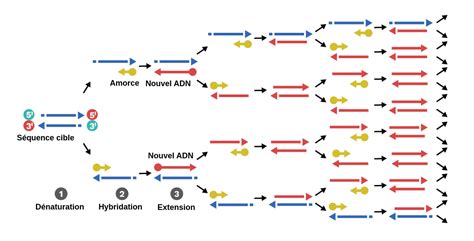 La réaction de polymérisation en chaîne PCR Labster Theory