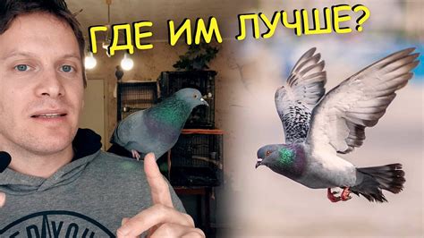 ГОЛУБИ. ЖИЗНЬ НА ВОЛЕ И В НЕВОЛЕ - YouTube