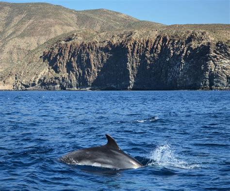 Paseo En Catamar N Con Avistamiento Y Escucha De Cet Ceos En Costa Adeje