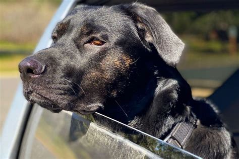 Cane Corso German Shepherd Mix: A Hybrid That Will Fascinate You