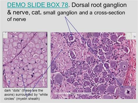 Ganglion Cells Histology