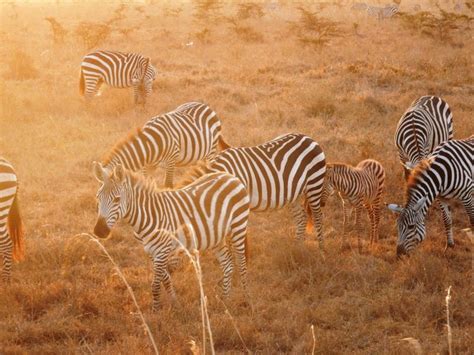 10 Reasons To Visit Magical Kenya Travel Around The World Kenya