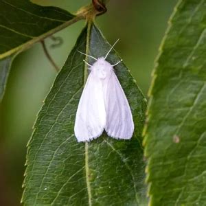 Fall webworm - Facts, Diet, Habitat & Pictures on Animalia.bio