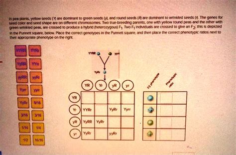 SOLVED Ped Plants Yellow Seeds Y Are Domlnant T0 Green Seeds And