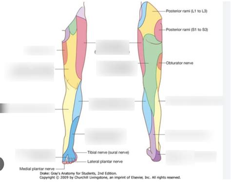 Lower Limb Sensory Diagram Quizlet