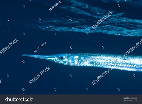 Red Sea Needlefish Tylosurus Choram Close Stock Photo 45490528