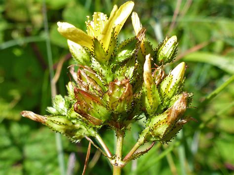 Photographs Of Hypericum Montanum Uk Wildflowers Withered Flowers