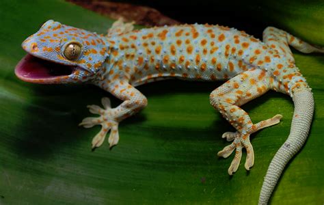 Top 10 Tokay Gecko Facts A Feisty Blue Gecko Artofit