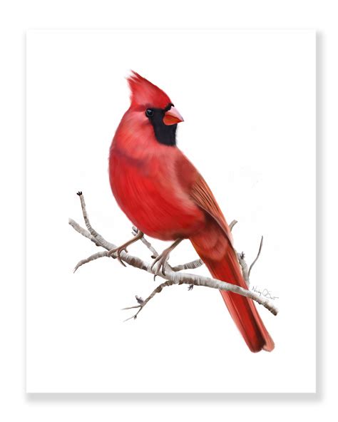 Cardinal Bird Art Print Cardinal Birds Art Cardinal Birds Bird Art Print