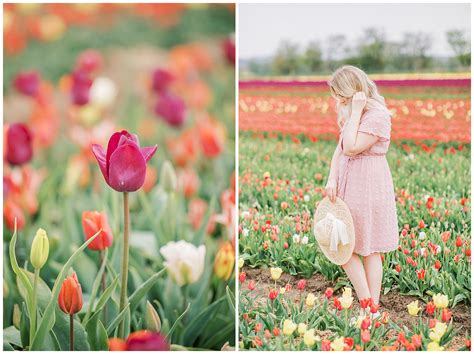 A Walk Through The Danish Tulip Fields