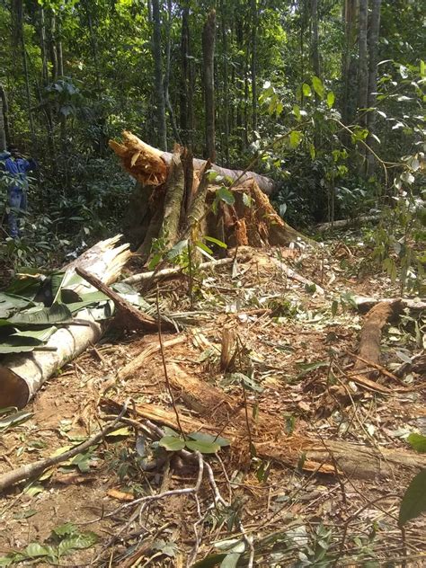 Homem morre ao ser atingido por árvore durante derrubada em