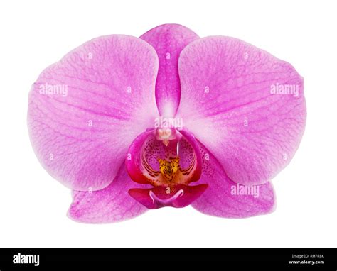 One purple orchid flower isolated on white background Stock Photo - Alamy