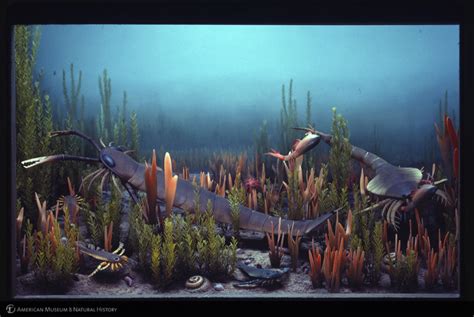 Amnh Research Library Digital Special Collections Ocean Life