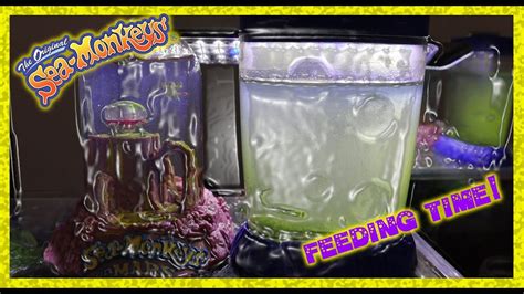 Sea Monkeys Day 200 Feeding YouTube