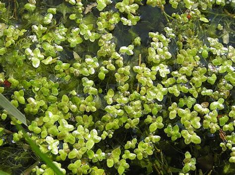 Lemna Minor Duckweed