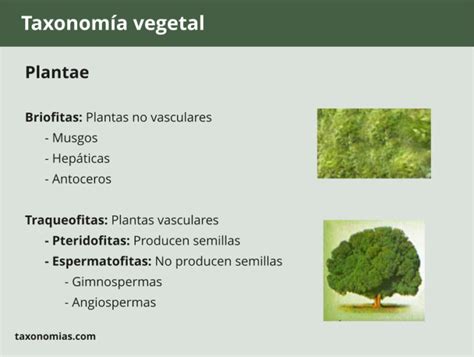 Taxonomía Vegetal Clasificación De Las Plantas Taxonomías