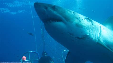 Deep Blue, one of the biggest great white sharks ever filmed, 'was way ...