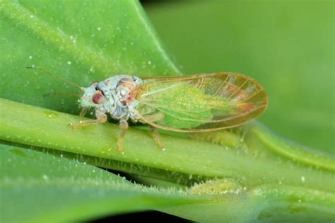 Boxwood Psyllid: Prevention and Control Tips