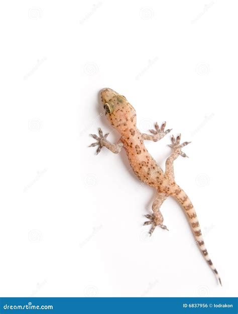 Gecko Climbing Stock Photo Image Of Moving Lizard Closeup 6837956