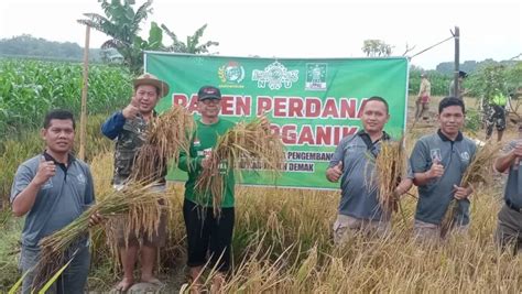 Perdana Kader Penggerak Pertanian NU Demak Panen Padi Organik